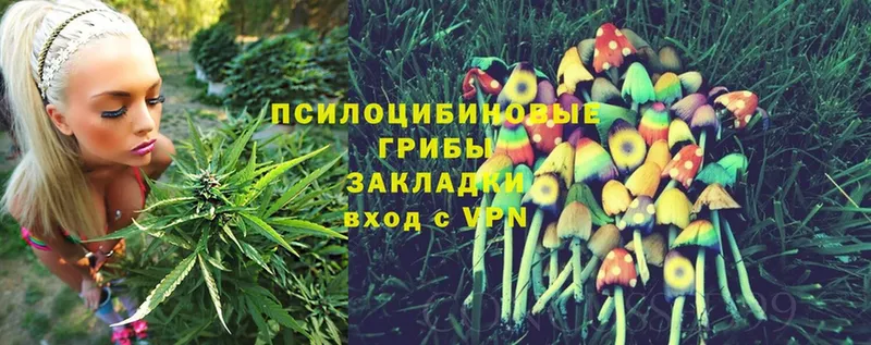 Псилоцибиновые грибы Cubensis  купить   Вуктыл 